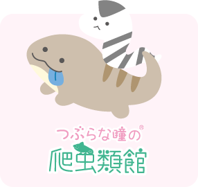 キャラクター つぶらな瞳の水族館となかまたち